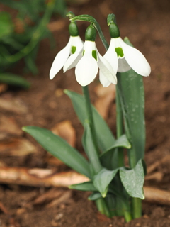 スノードロップ