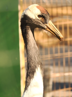 タンチョウヅル