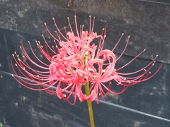 彼岸花