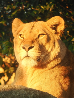 ライオン|
