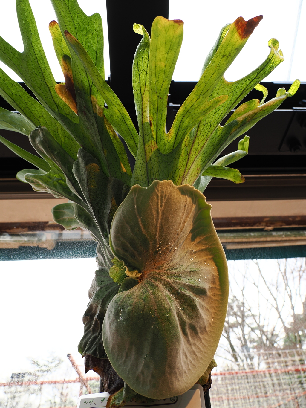 謎の植物　正面