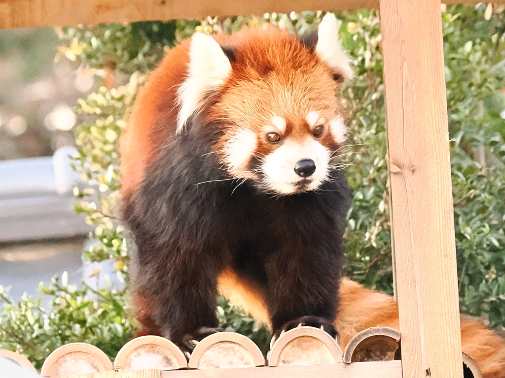 レッサーパンダ