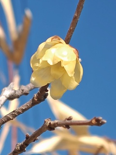 自宅のロウバイ 1