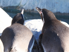 ペンギン4 後ろ姿