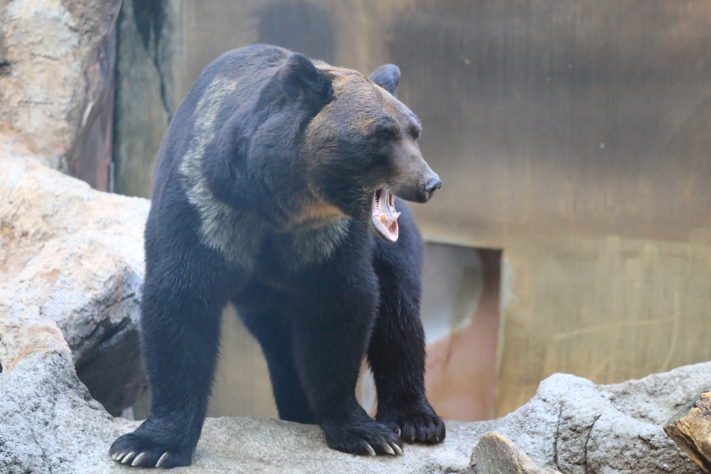 上野動物園のヒグマ