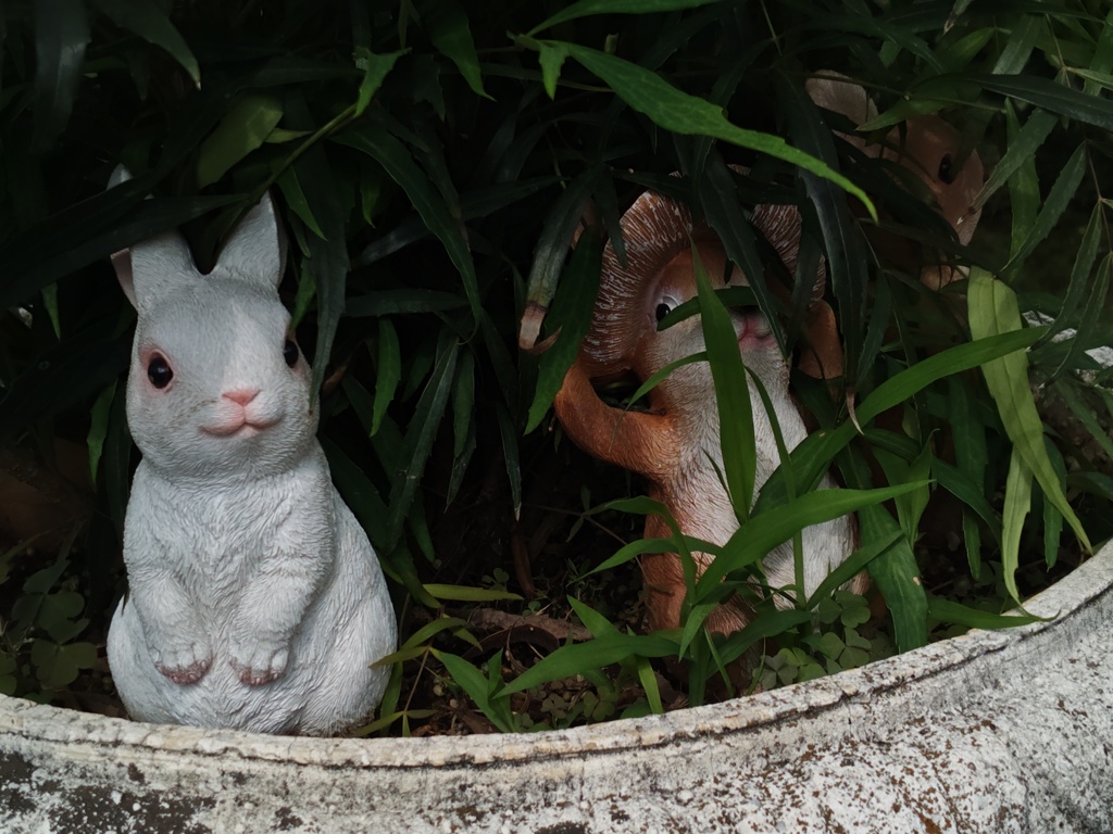 見つめるウサギ
