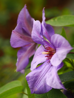 ぐんまフラワーパーク