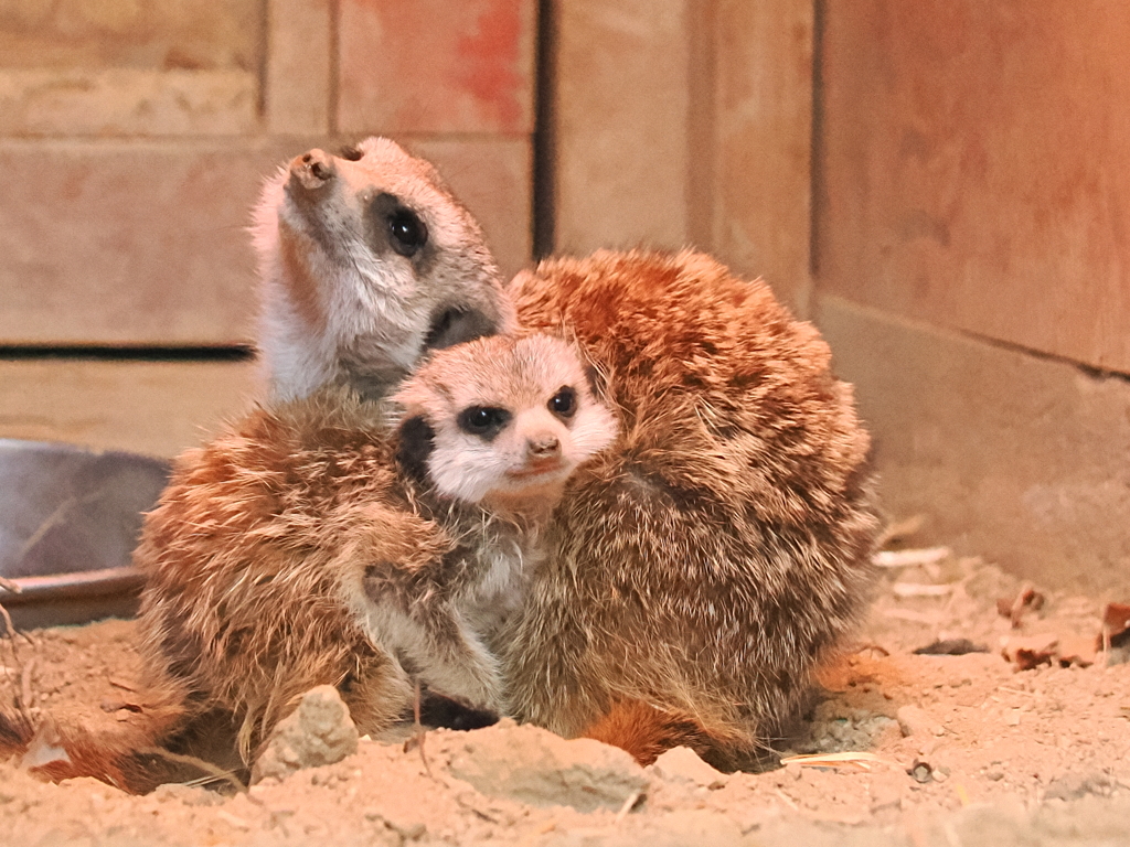 ミーアキャット親子