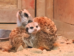 ミーアキャット親子