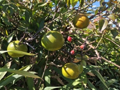 自宅の庭のミカン　2