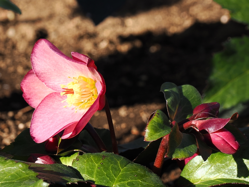 クリスマスローズ　3