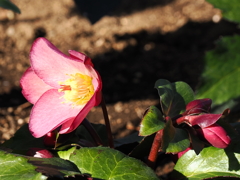 クリスマスローズ　3