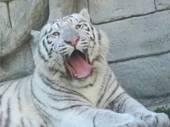 ホワイトタイガー 2