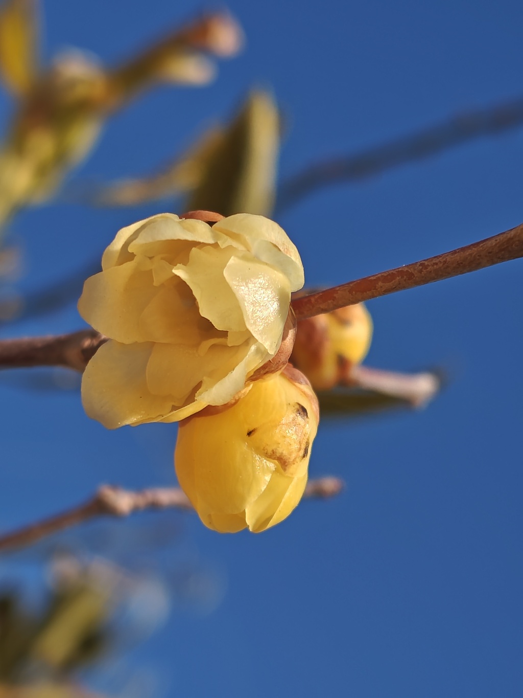 自宅のロウバイ 2