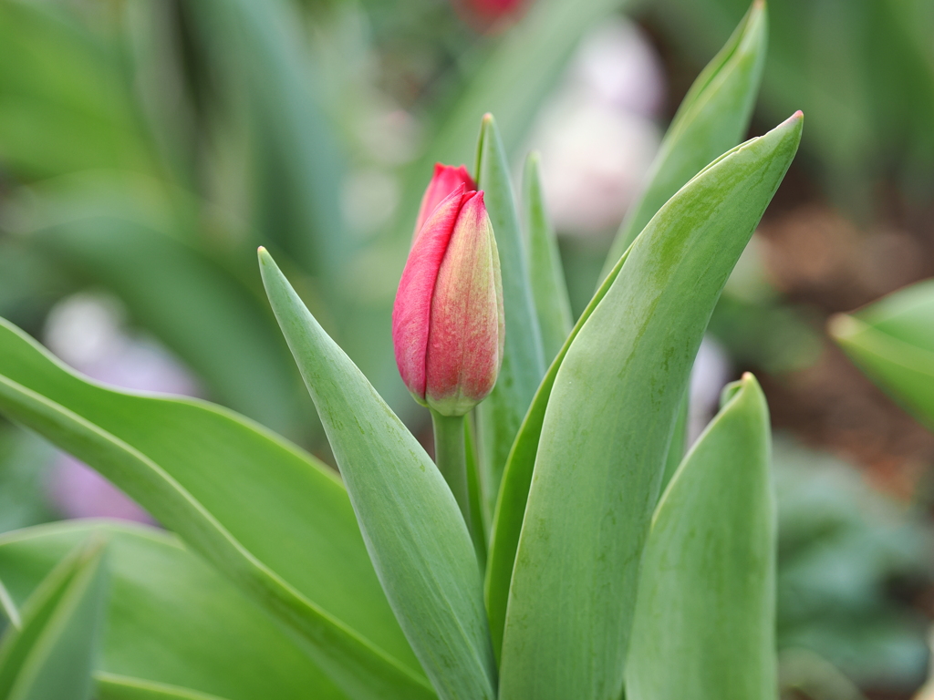 チューリップ　蕾