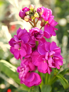 濃いピンク系の花