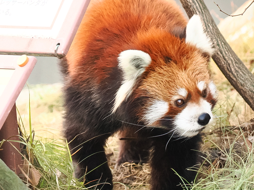 レッサーパンダ 6