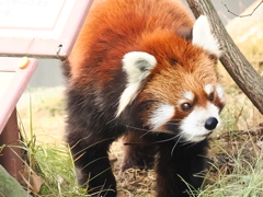 レッサーパンダ 6