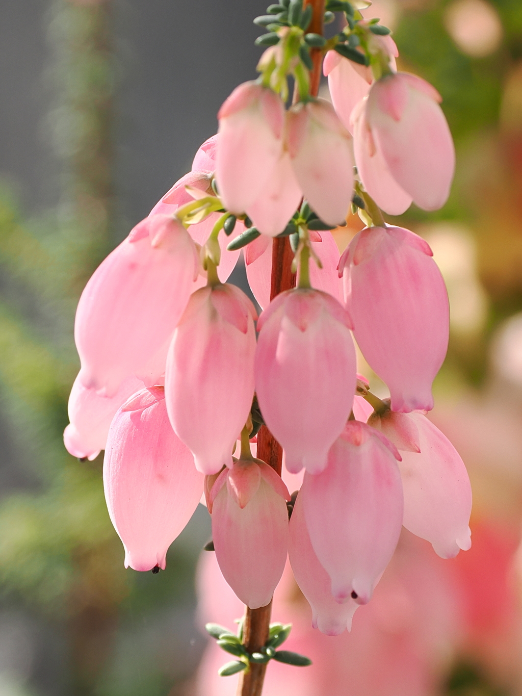 ピンク系の花　2