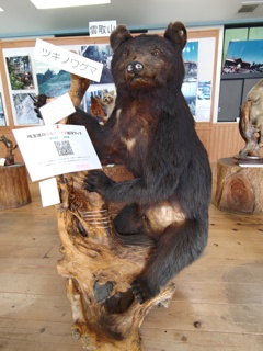 ツキノワグマ剥製