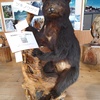 ツキノワグマ剥製