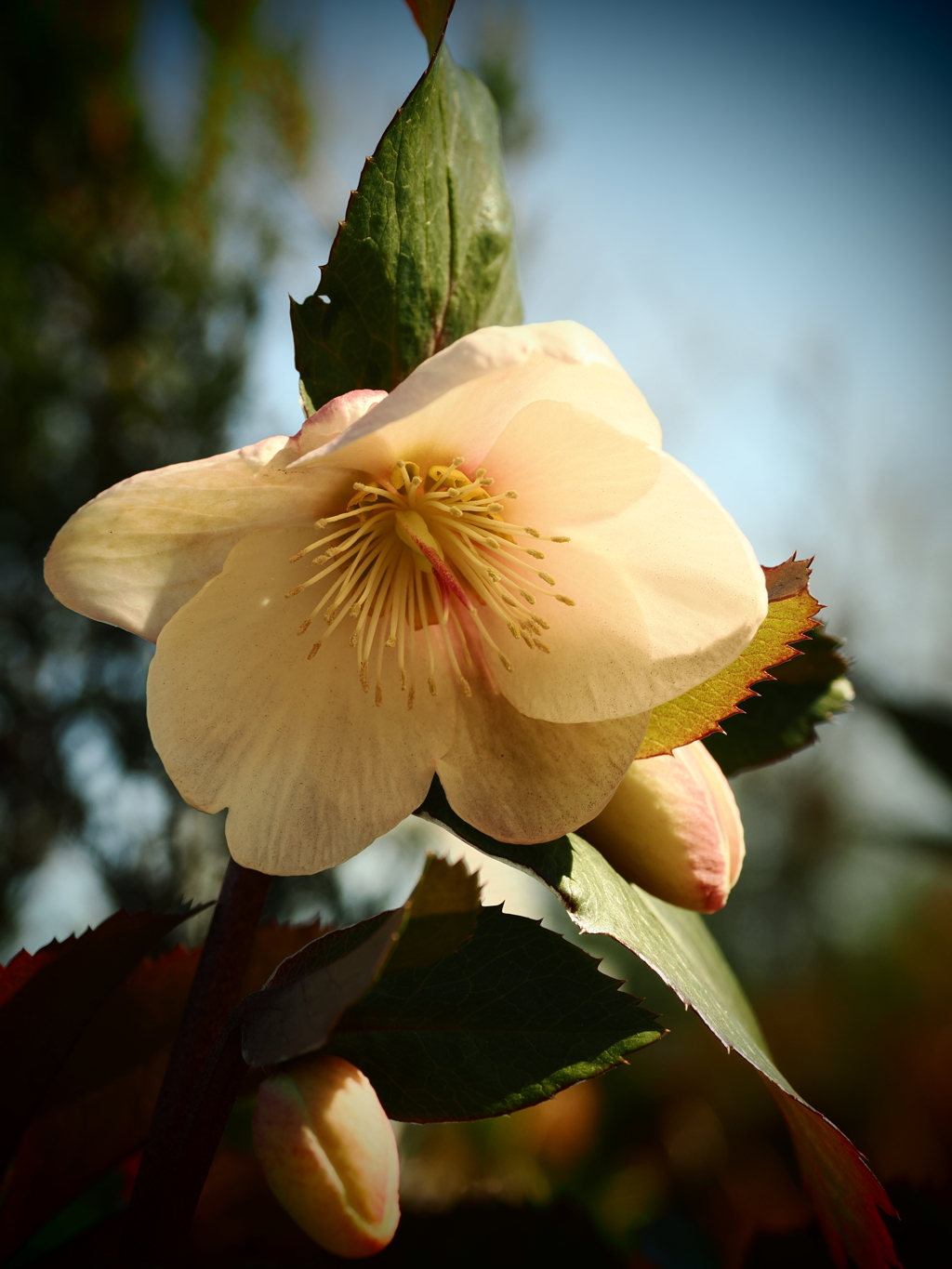 クリスマスローズ