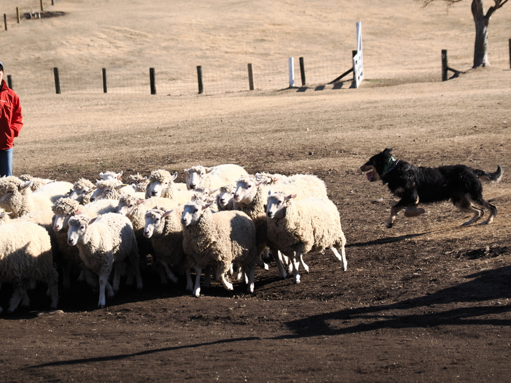 シープドッグショー　3