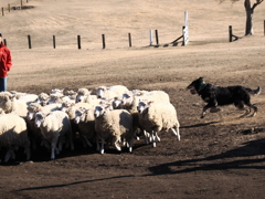 シープドッグショー 3