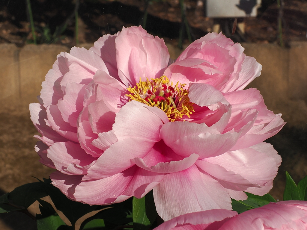 牡丹　ピンク系