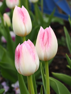 チューリップ