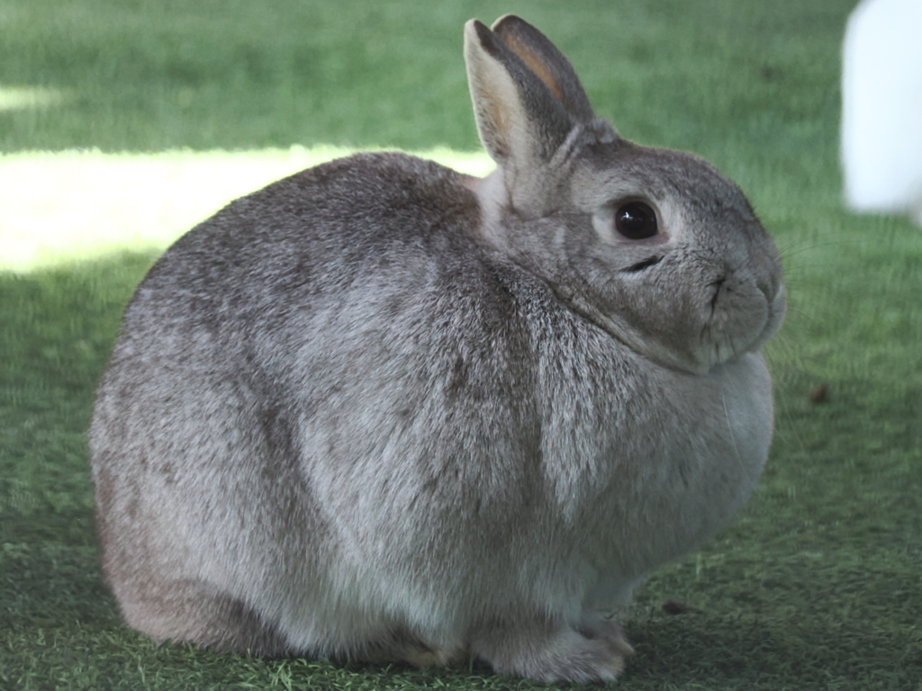 ウサギ 5 ぽっちゃり