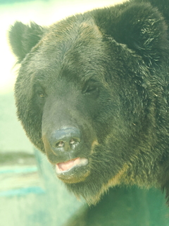 ヒグマ　ウメタロウくん　