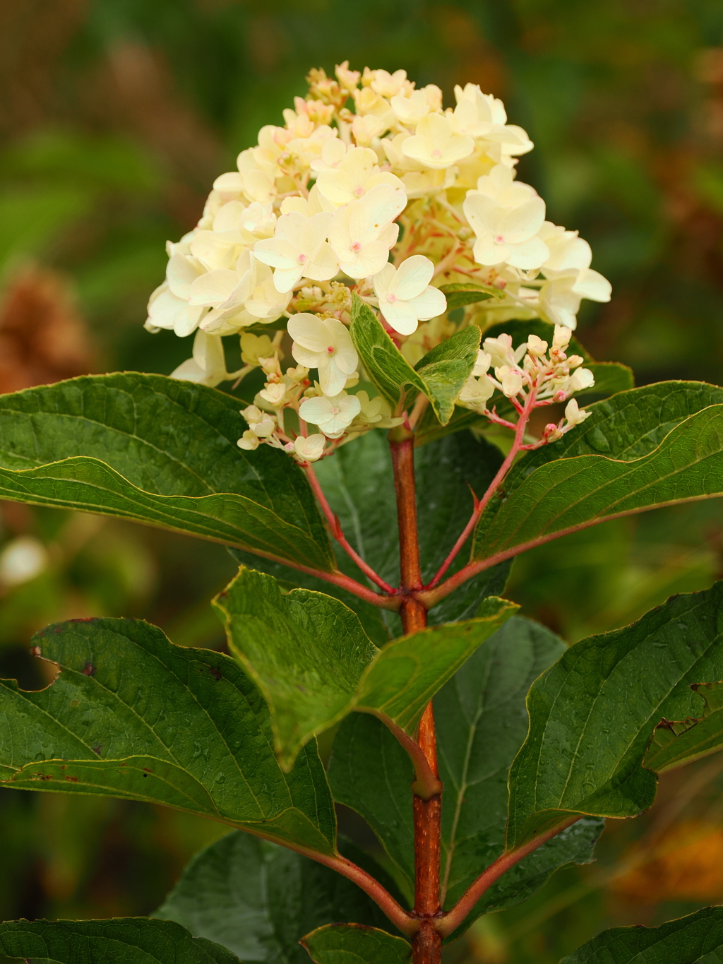 アジサイっぽい花