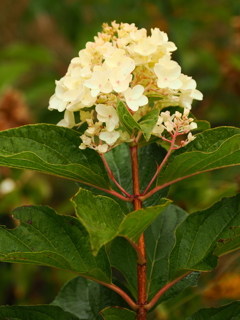 アジサイっぽい花