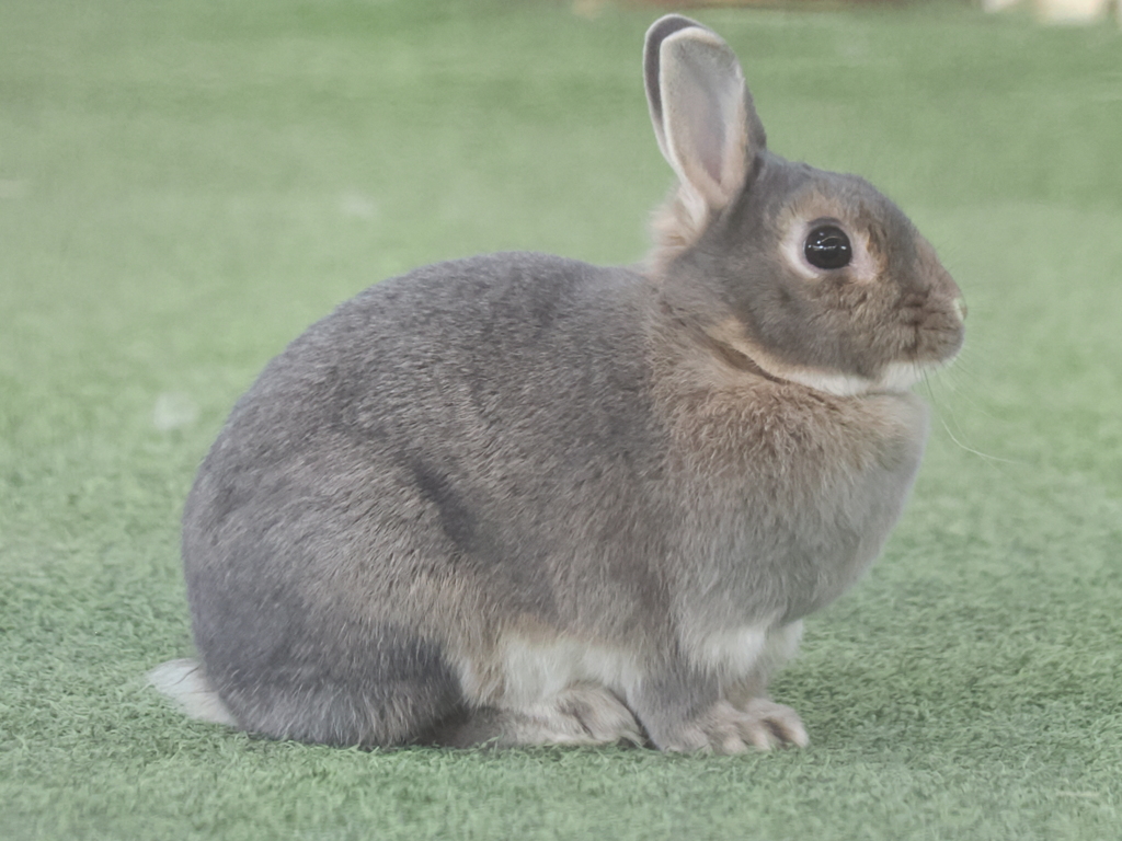 ウサギ 4 横向き