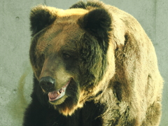 ヒグマ　アヤメちゃん