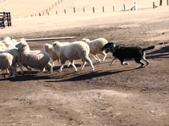 シープドッグショー 2