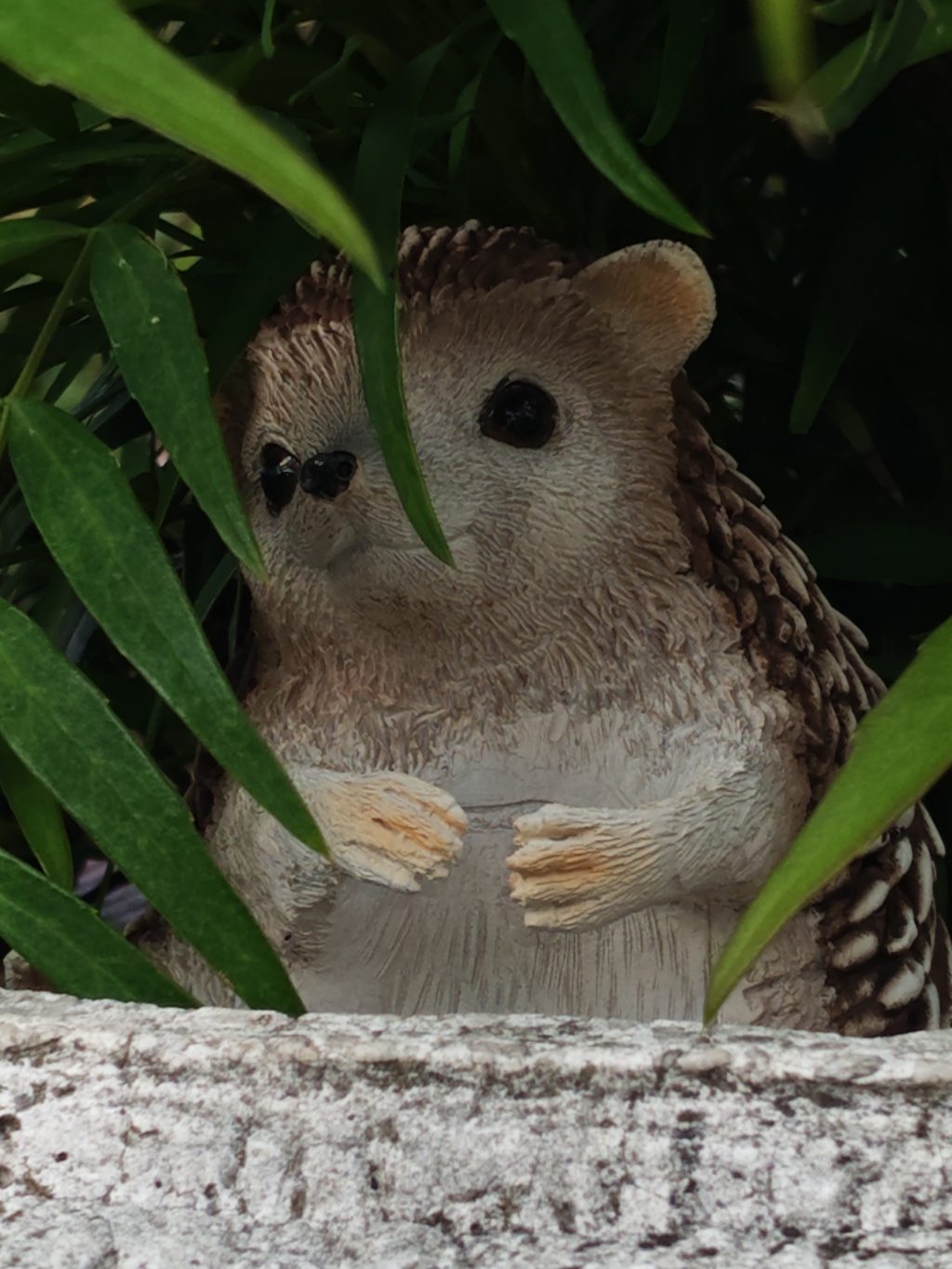 見上げるハリネズミ