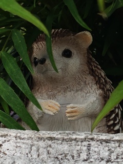 見上げるハリネズミ
