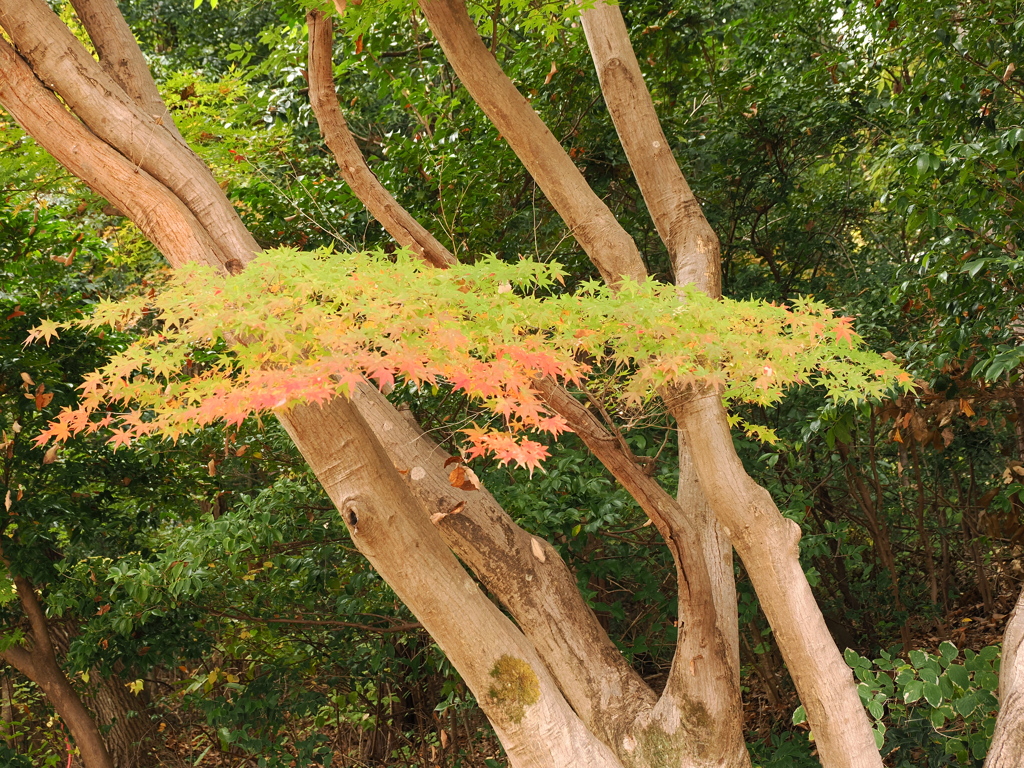 バレーパーク内で撮った紅葉