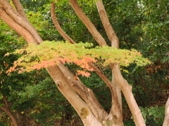 バレーパーク内で撮った紅葉