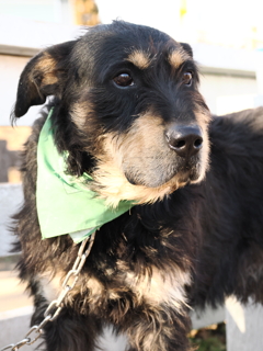 牧羊犬 6 凛々しい顔