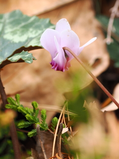 シクラメン