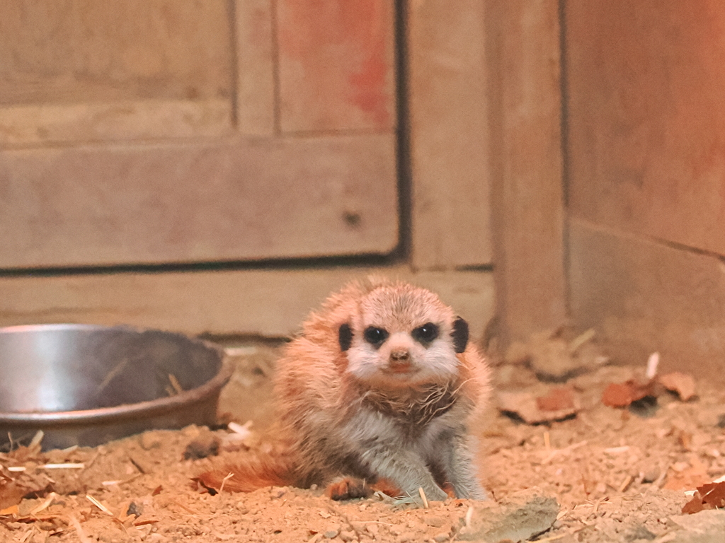 ミーアキャット　仔