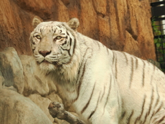 ホワイトタイガー　2