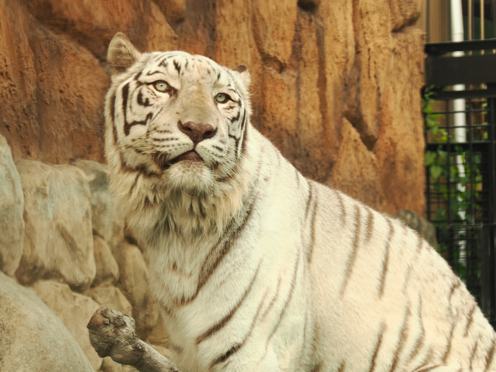 ホワイトタイガー