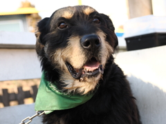 牧羊犬 3 満足そうな顔