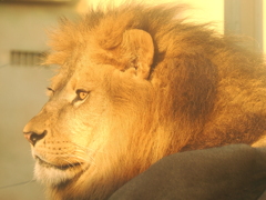 ライオン 13