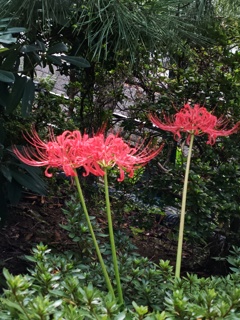 彼岸花