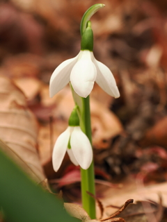 スノードロップ　4